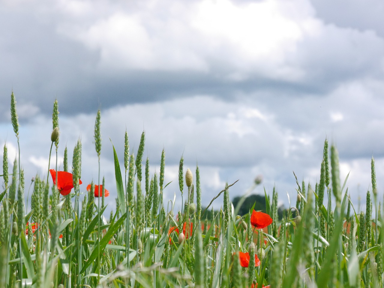 clouds poppy meadow free photo