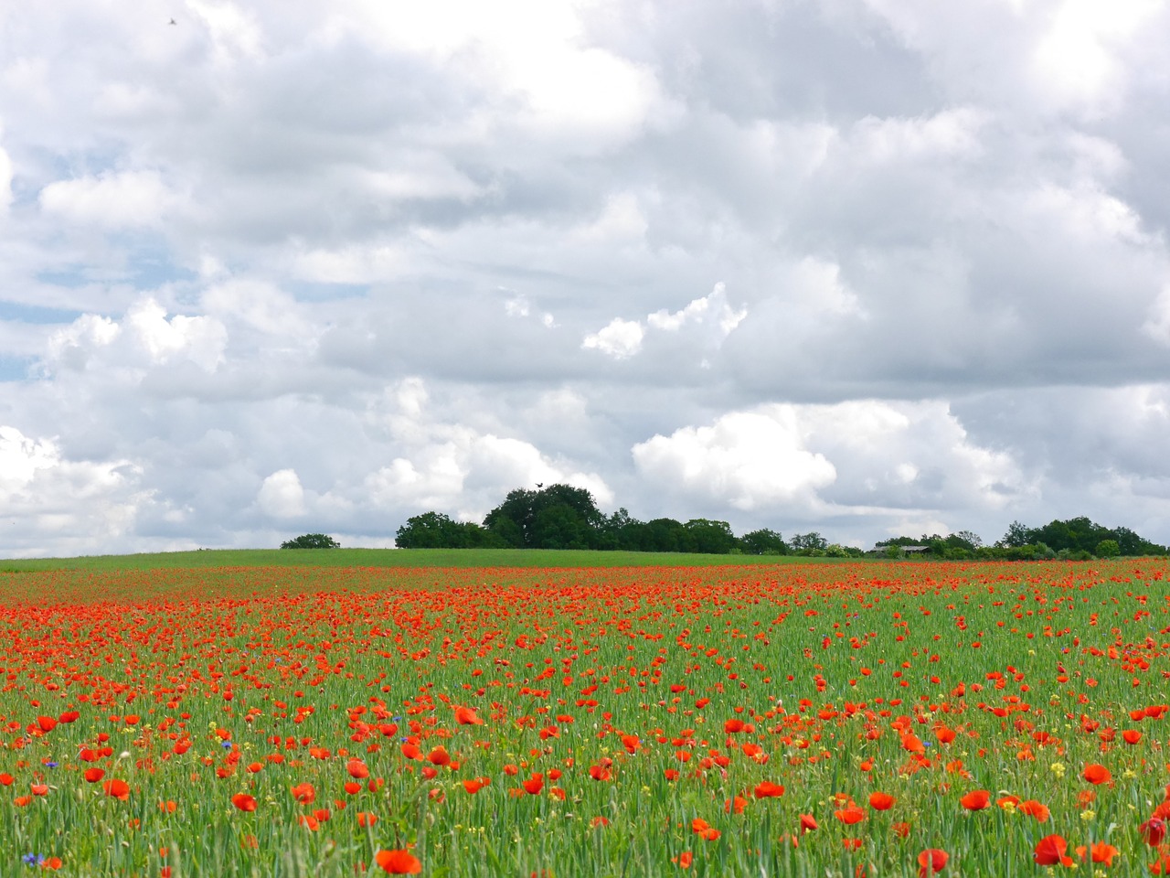 clouds poppy meadow free photo