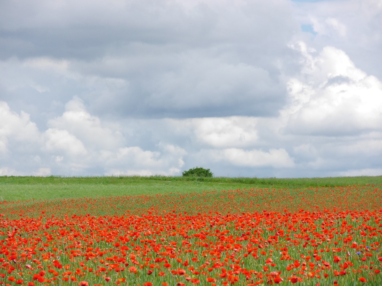 clouds poppy meadow free photo