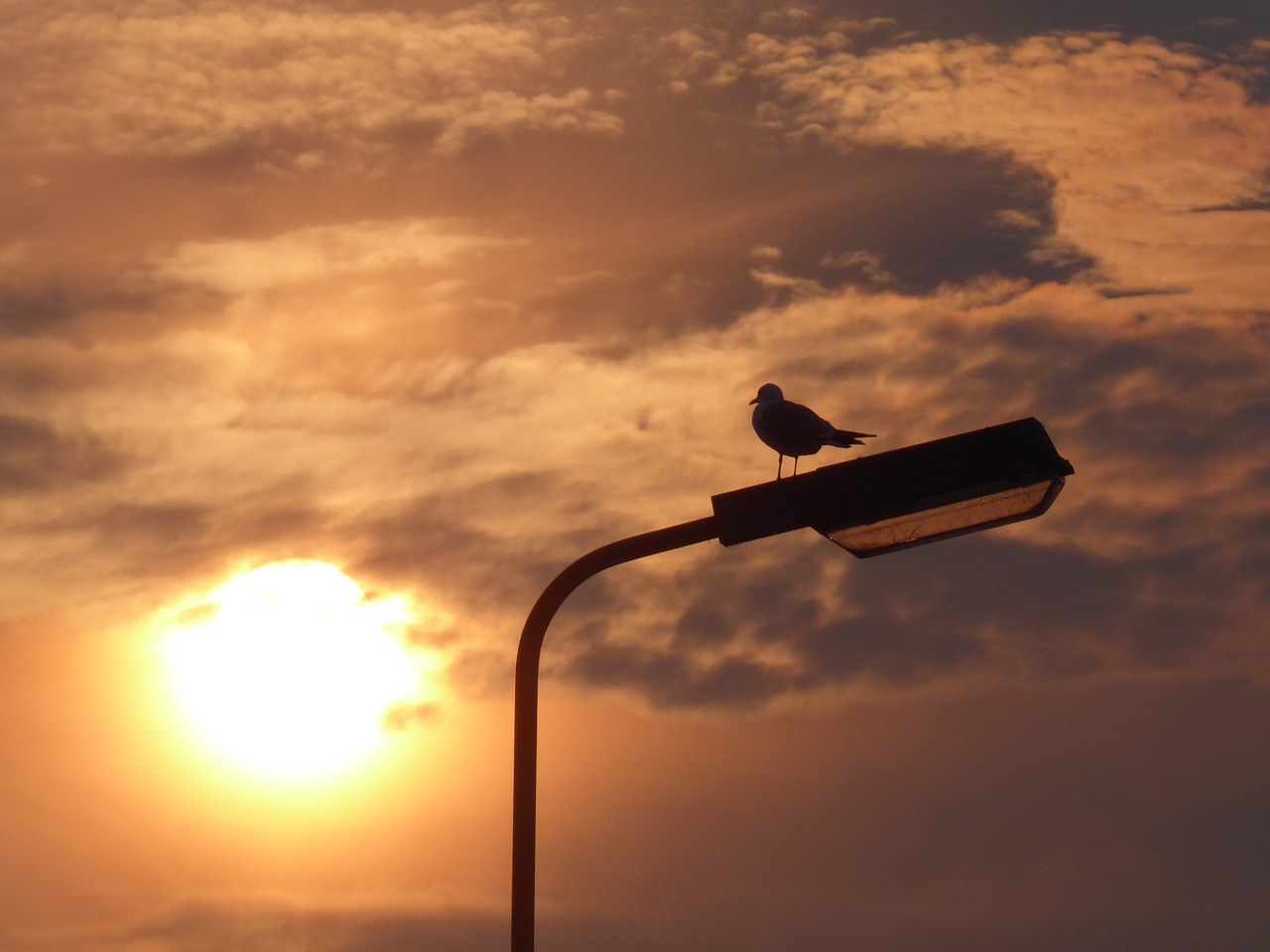 clouds seagull sun free photo