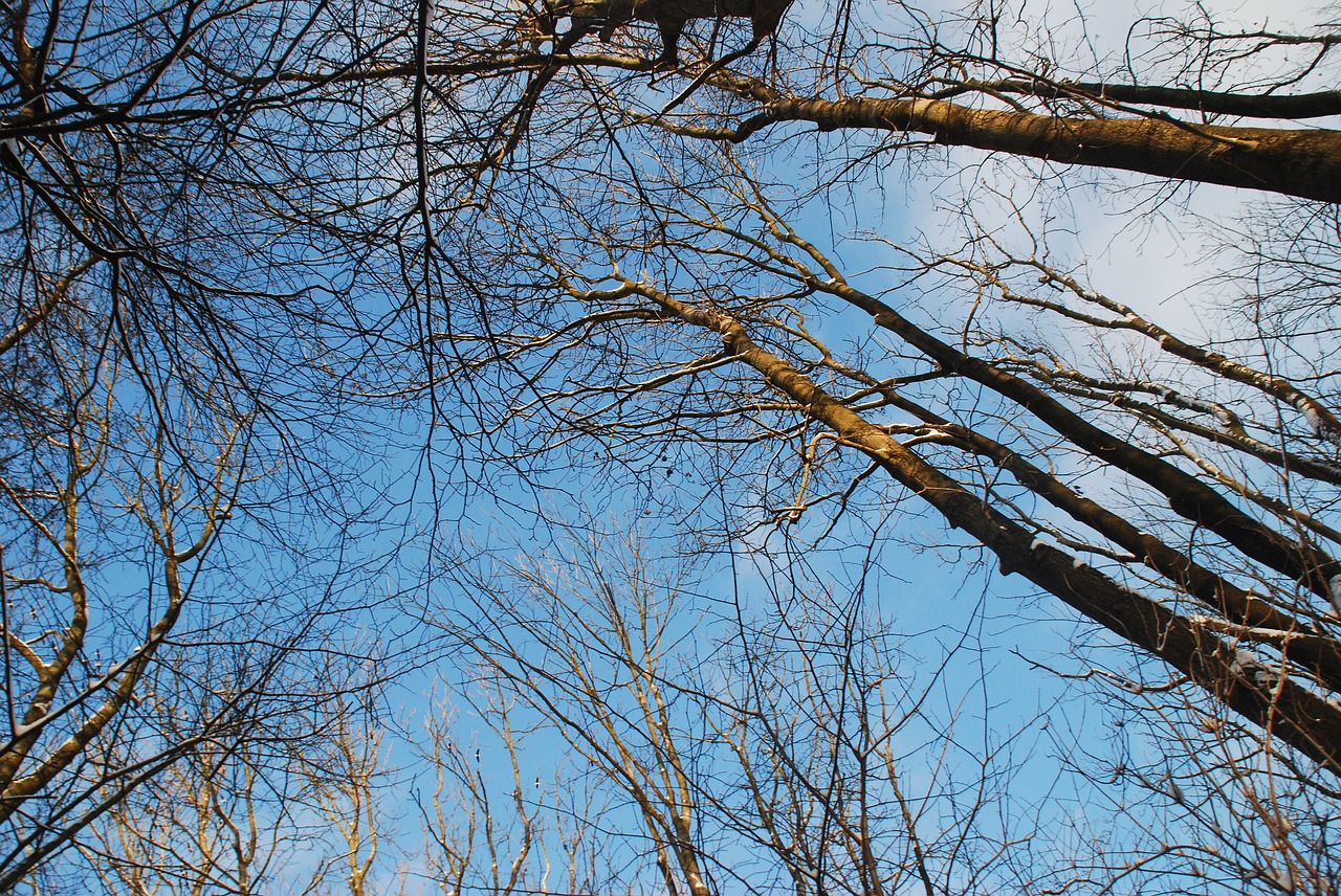 clouds trees winter free photo