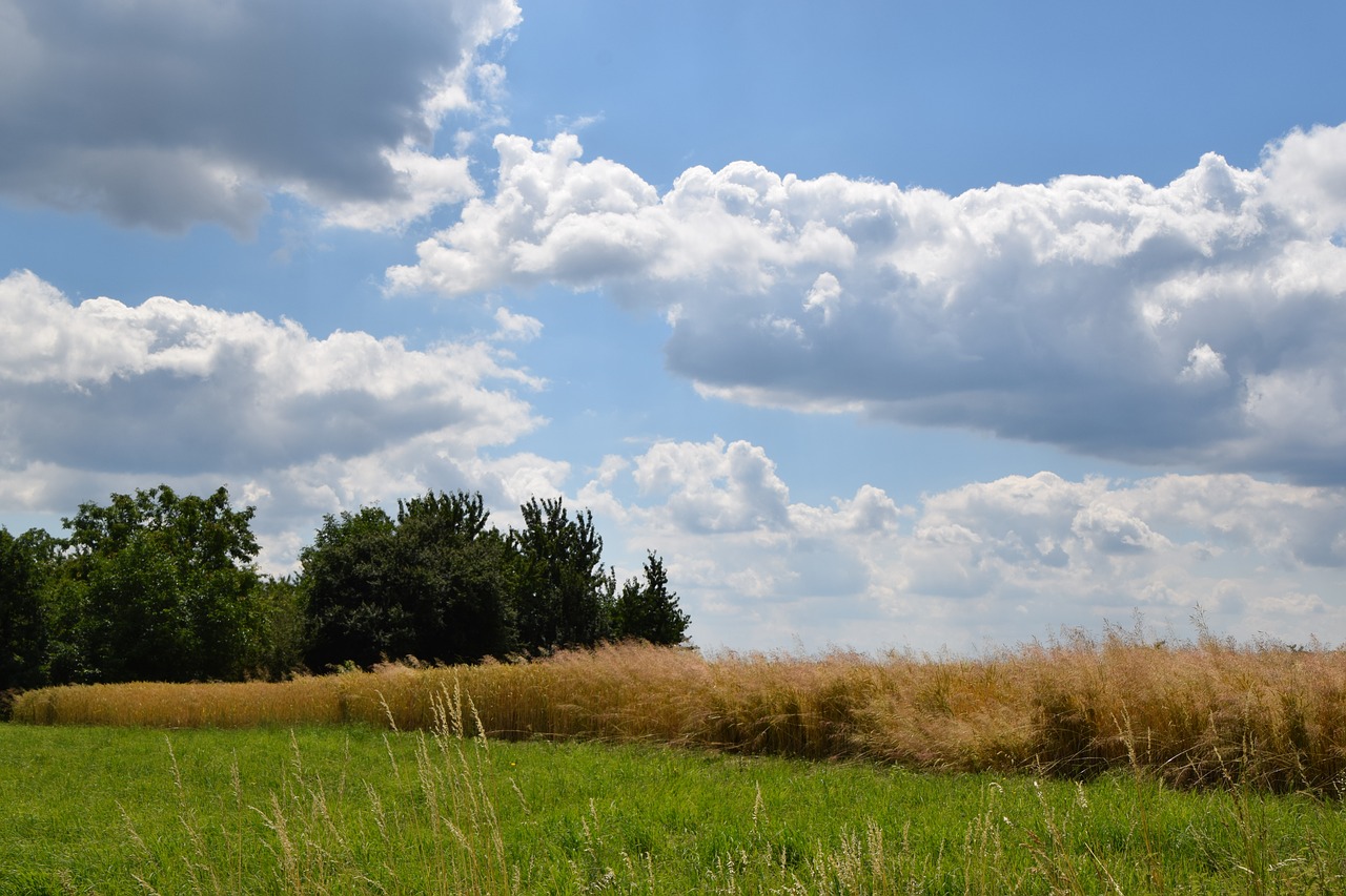 clouds summer field free photo