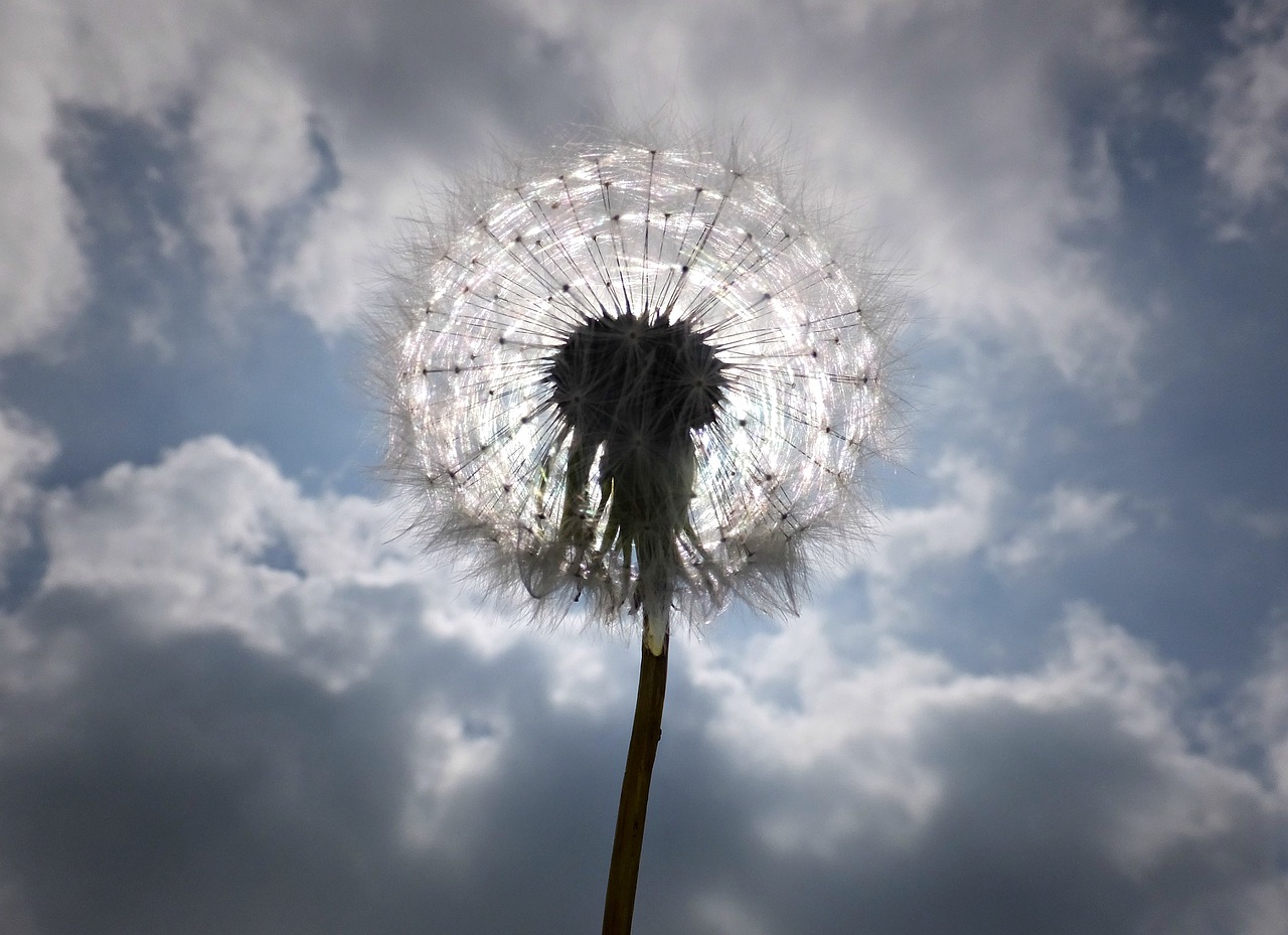 clouds cloudy dandelion free photo