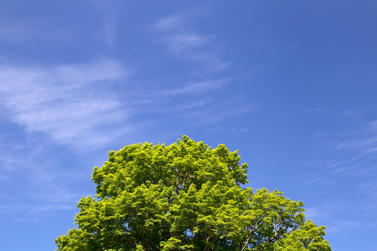 clouds leaves nature free photo