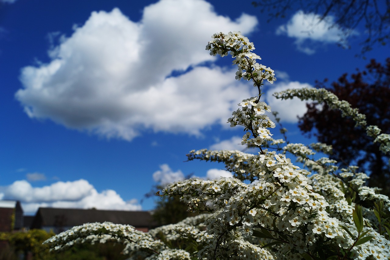 clouds flowers sky free photo