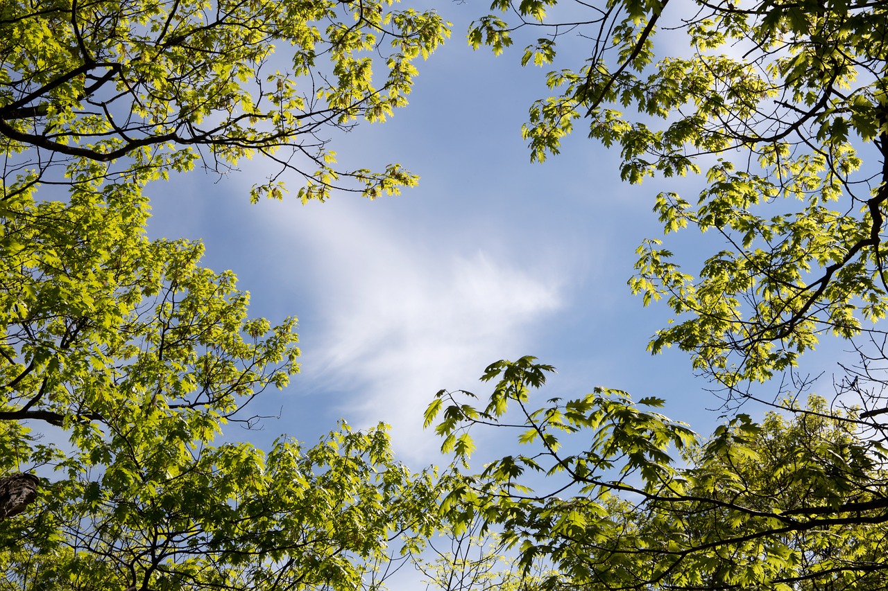 clouds leaves nature free photo