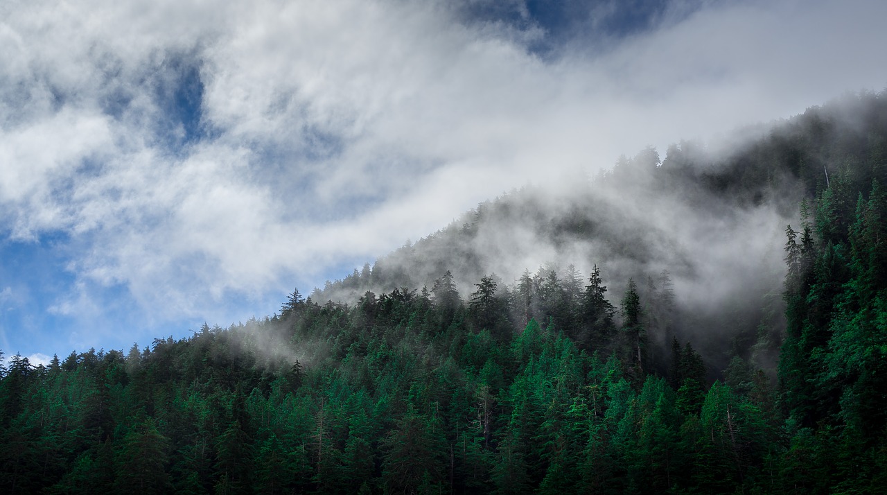 clouds conifers fir trees free photo