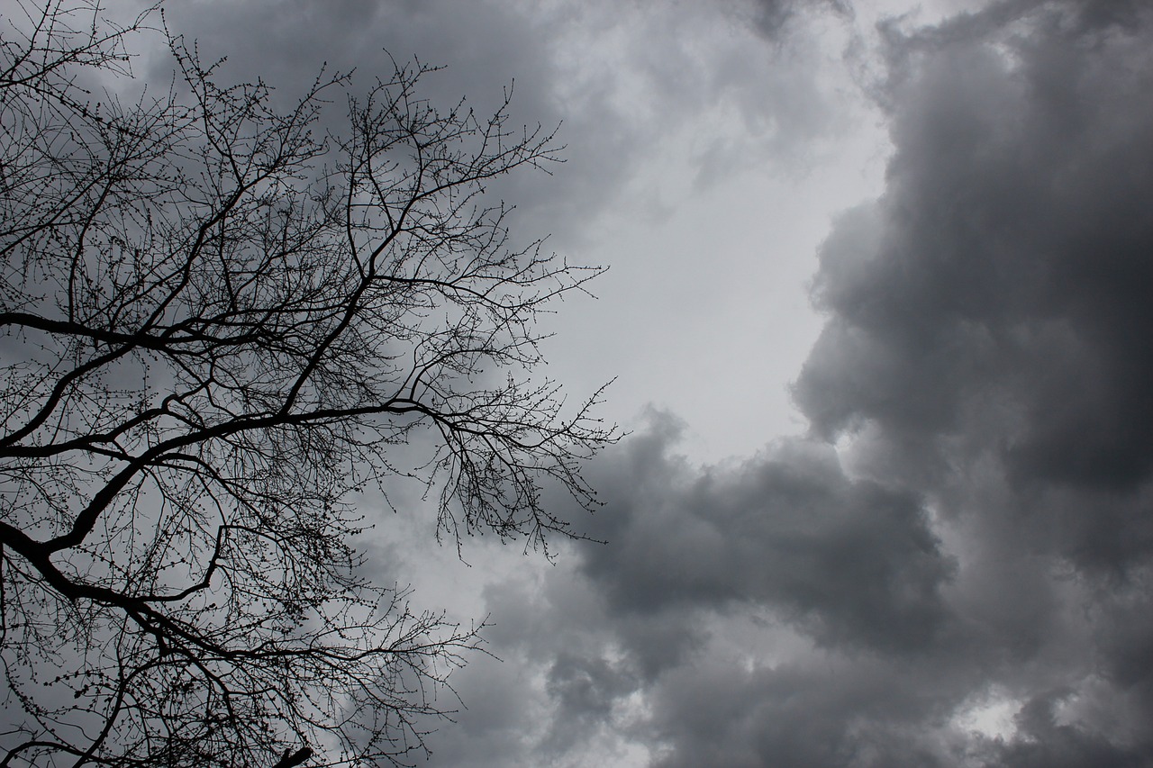 clouds tree dark free photo