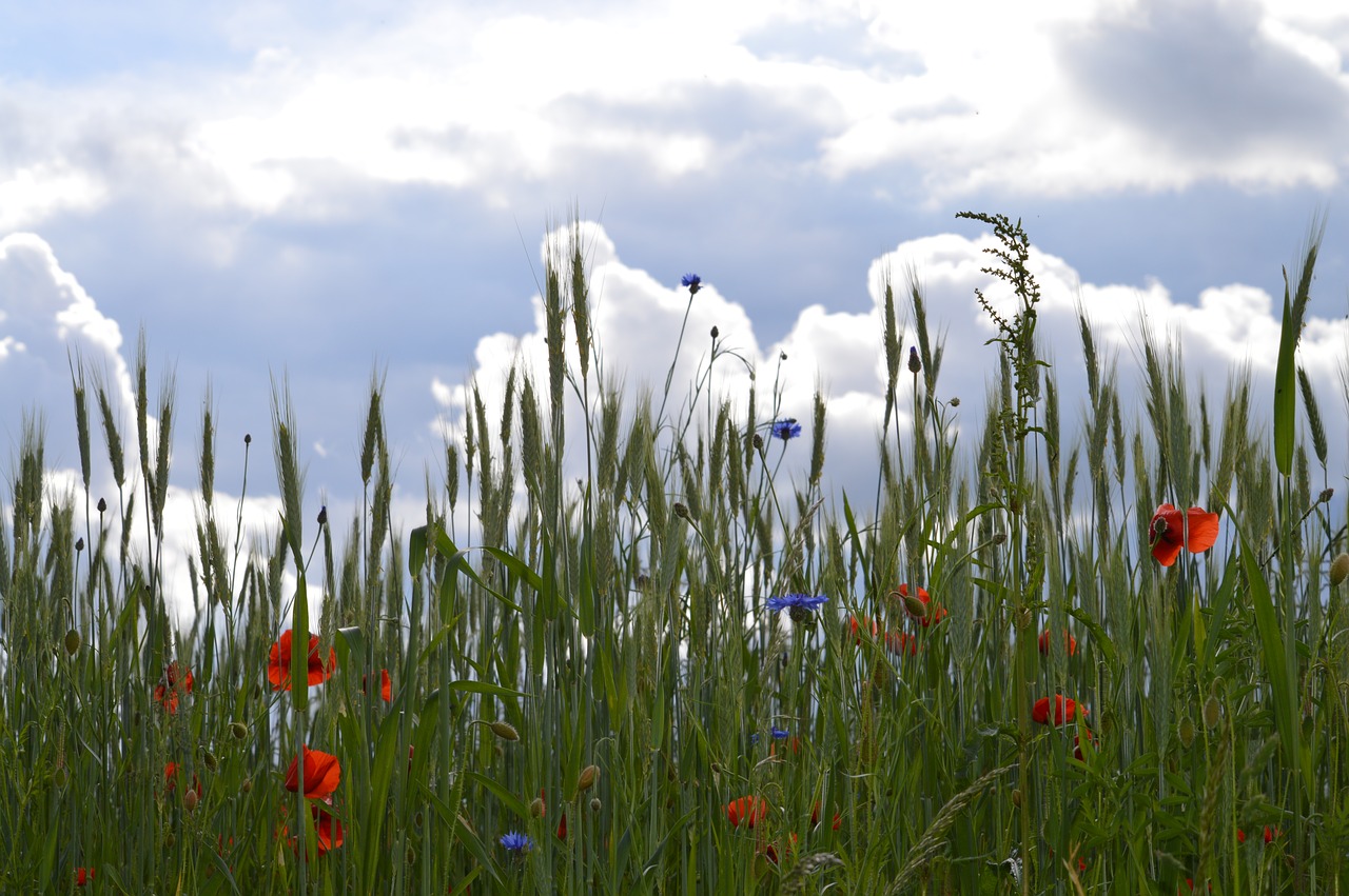 clouds flowers red poppy free photo