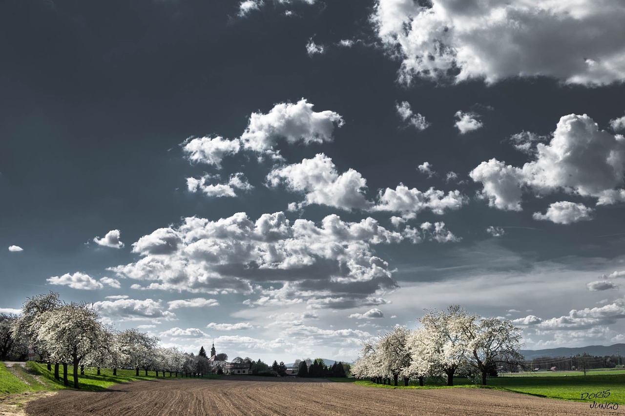 clouds cherry blossoms trees free photo