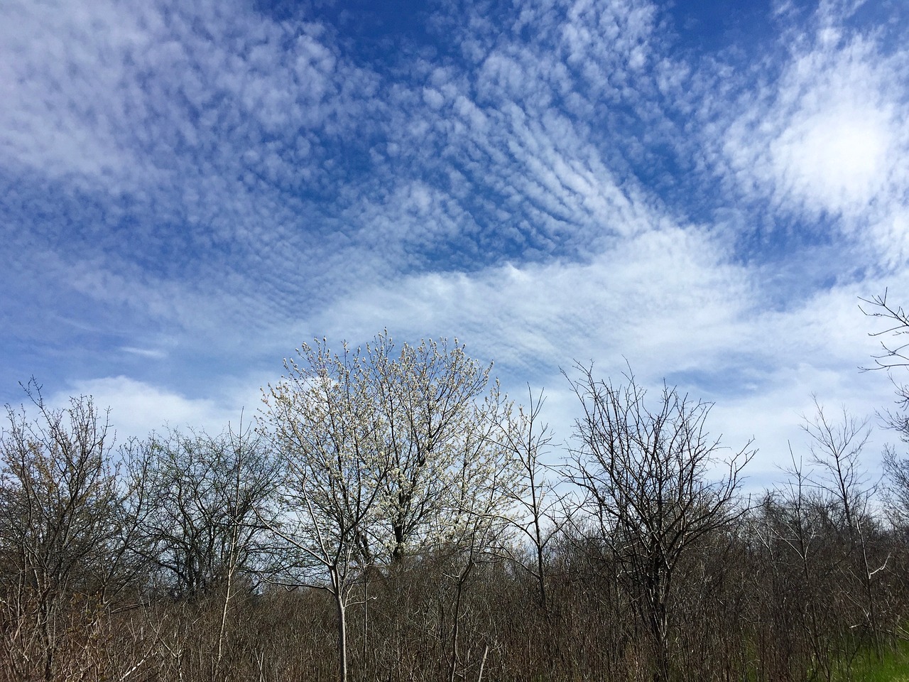 clouds sky cirrus free photo