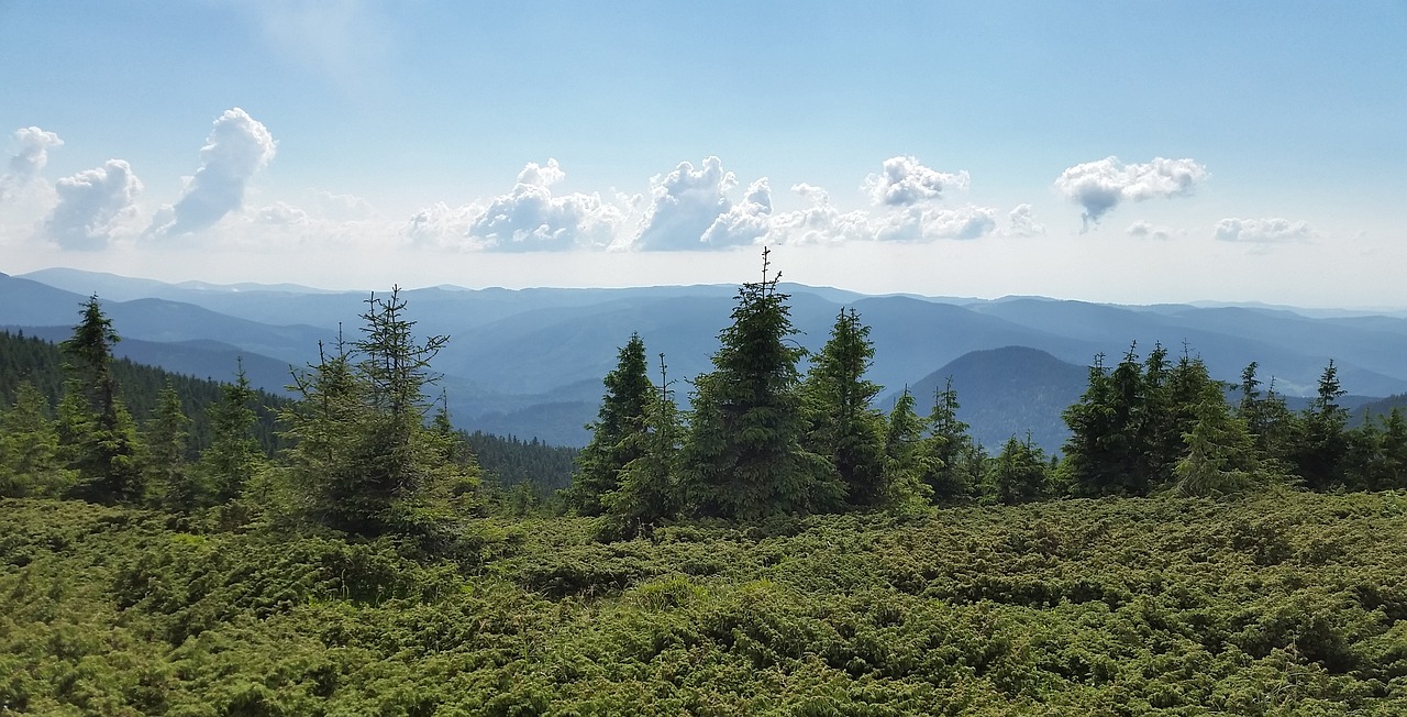 clouds trees vegetation free photo