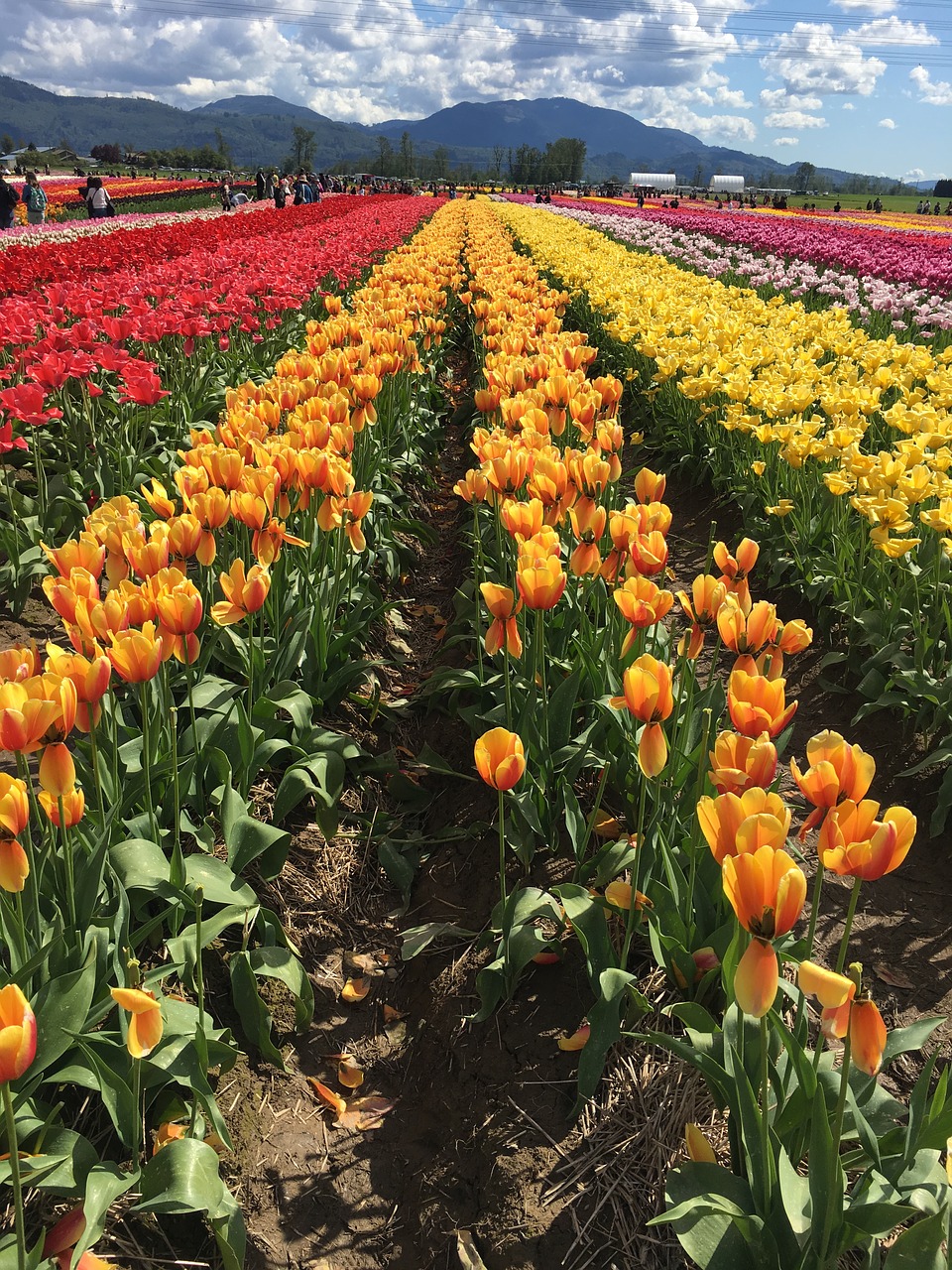 clouds flowers tulips free photo