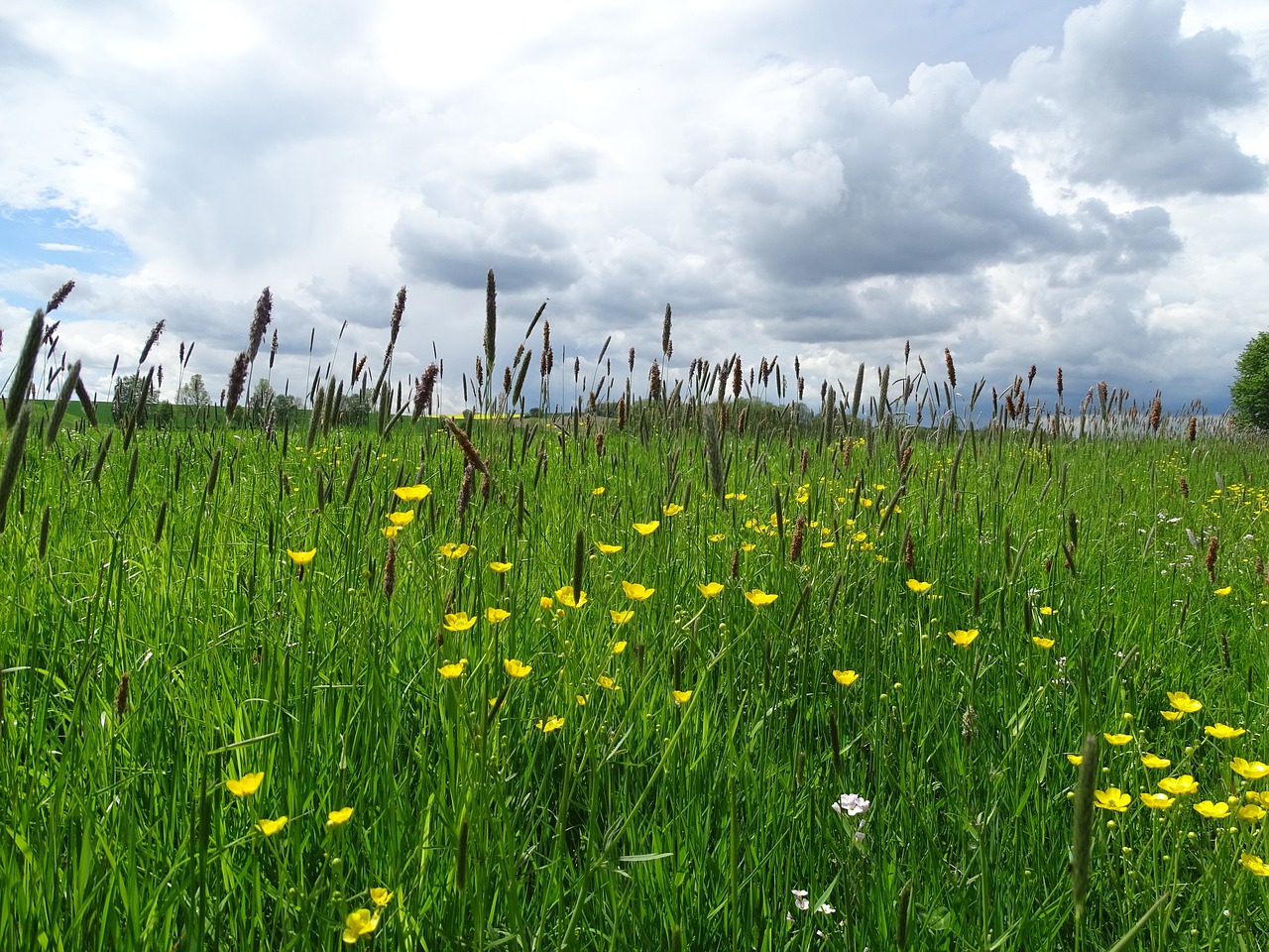 clouds meadow landscape free photo