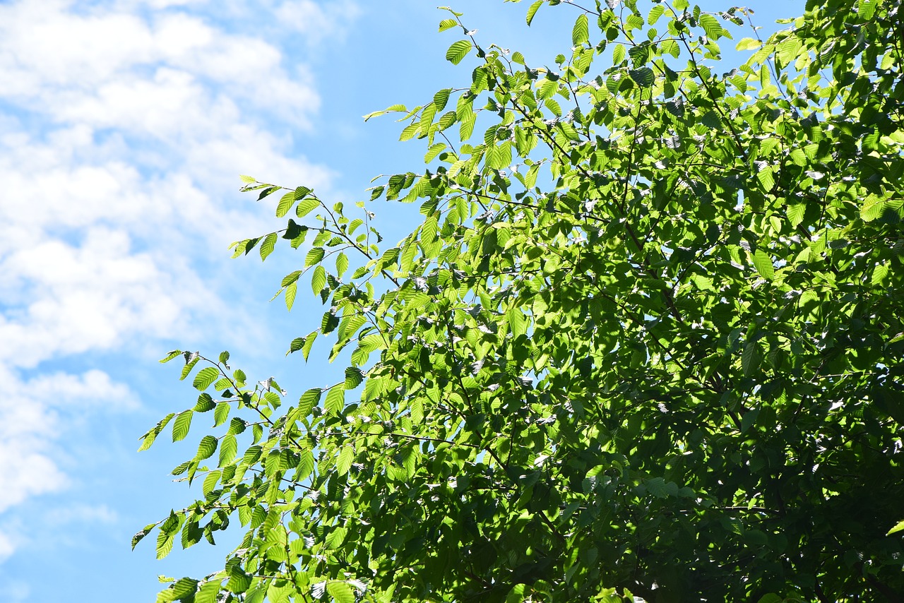 clouds leaves sky free photo