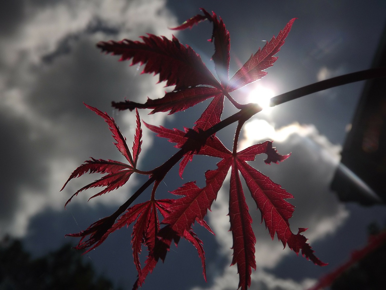 clouds japanese maple light free photo