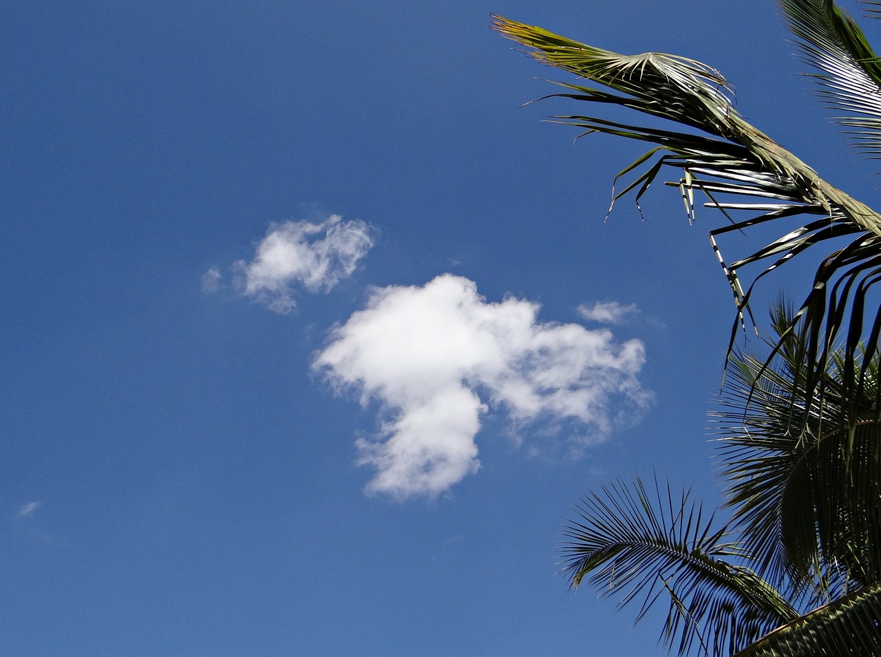 clouds cumulus palm tree free photo