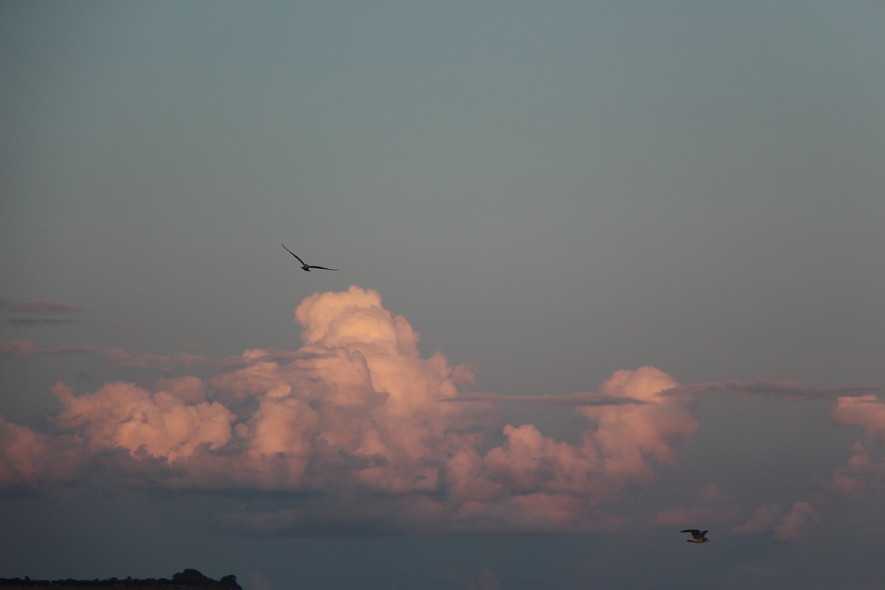 clouds sky birds free photo