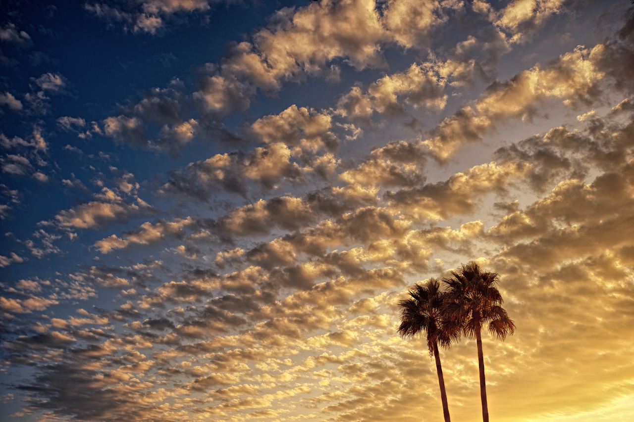 clouds  evening sky  palm trees free photo