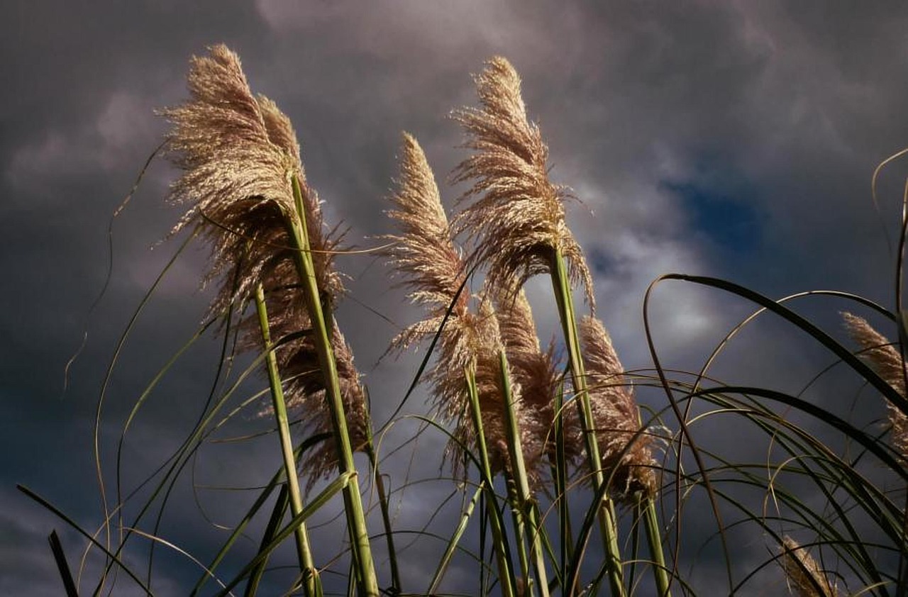 clouds  flowers  nature free photo