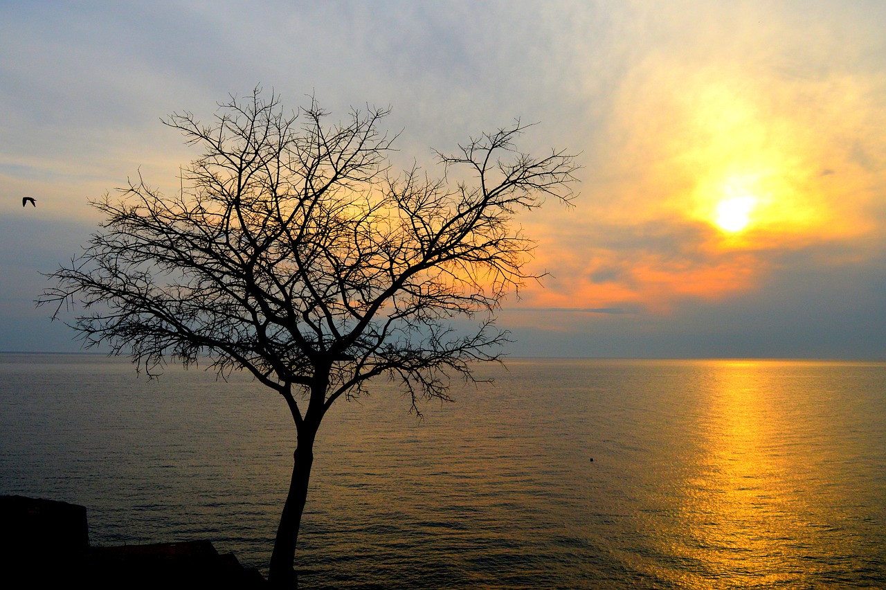 clouds  sky  tree free photo