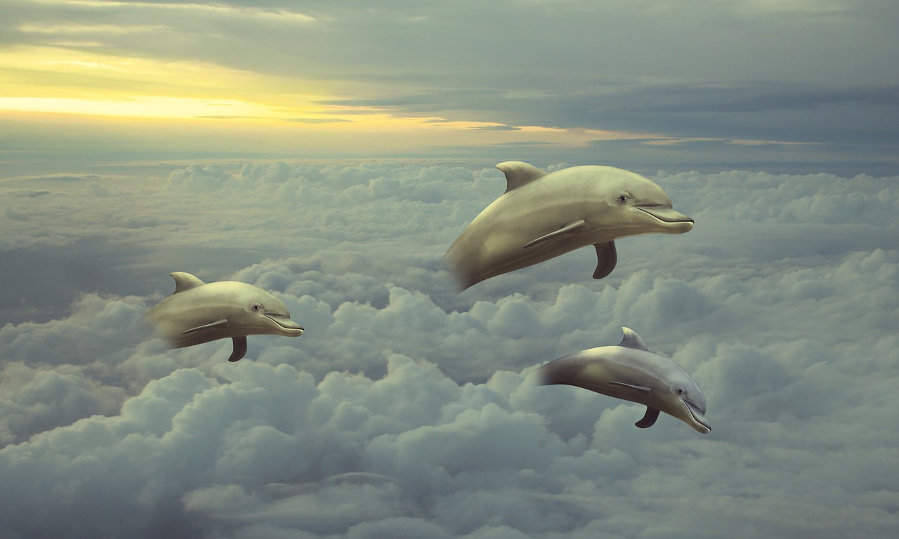 clouds  dolphins  dolphin free photo