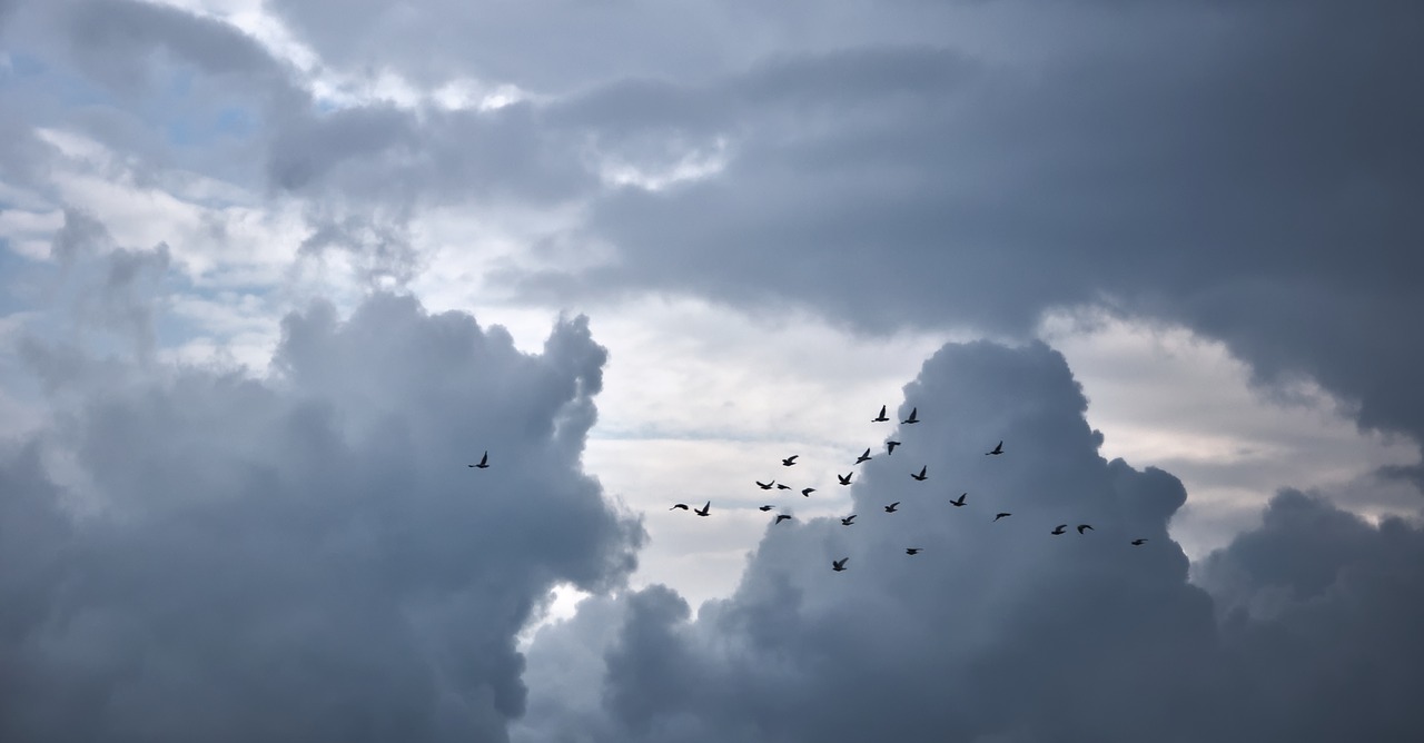 clouds  birds  pigeons free photo