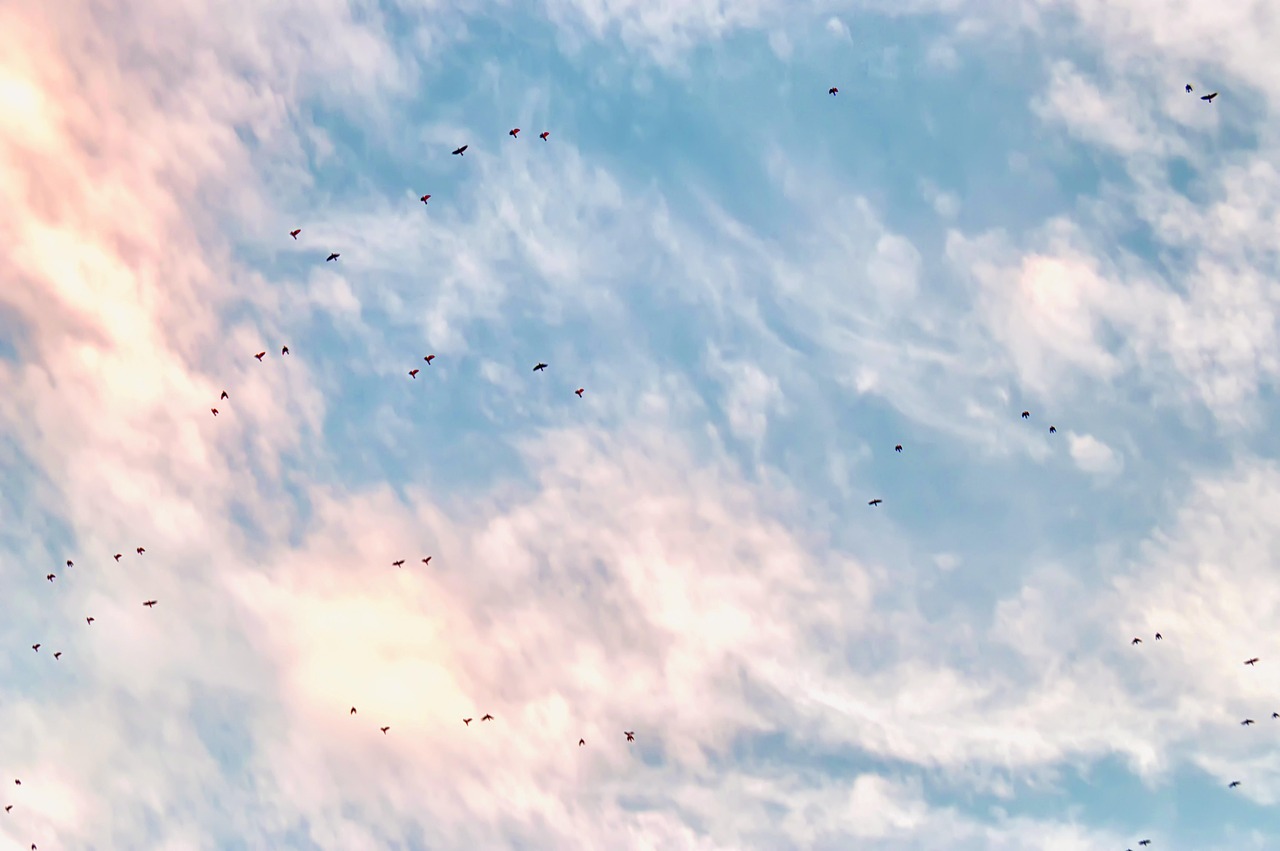 clouds  sky  migration free photo