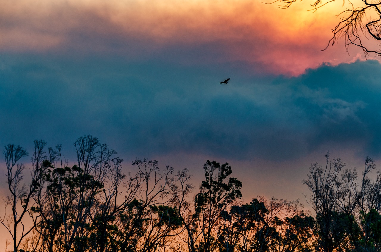 clouds  flying  bird free photo