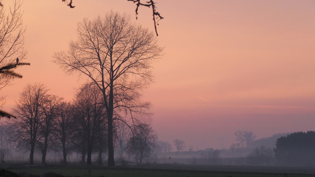 clouds  tree  sunset free photo