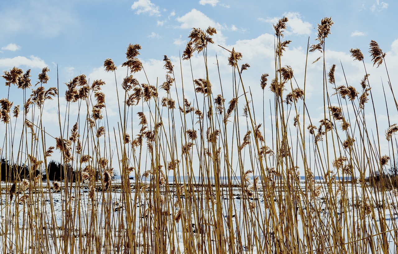 clouds  reeds  bay free photo