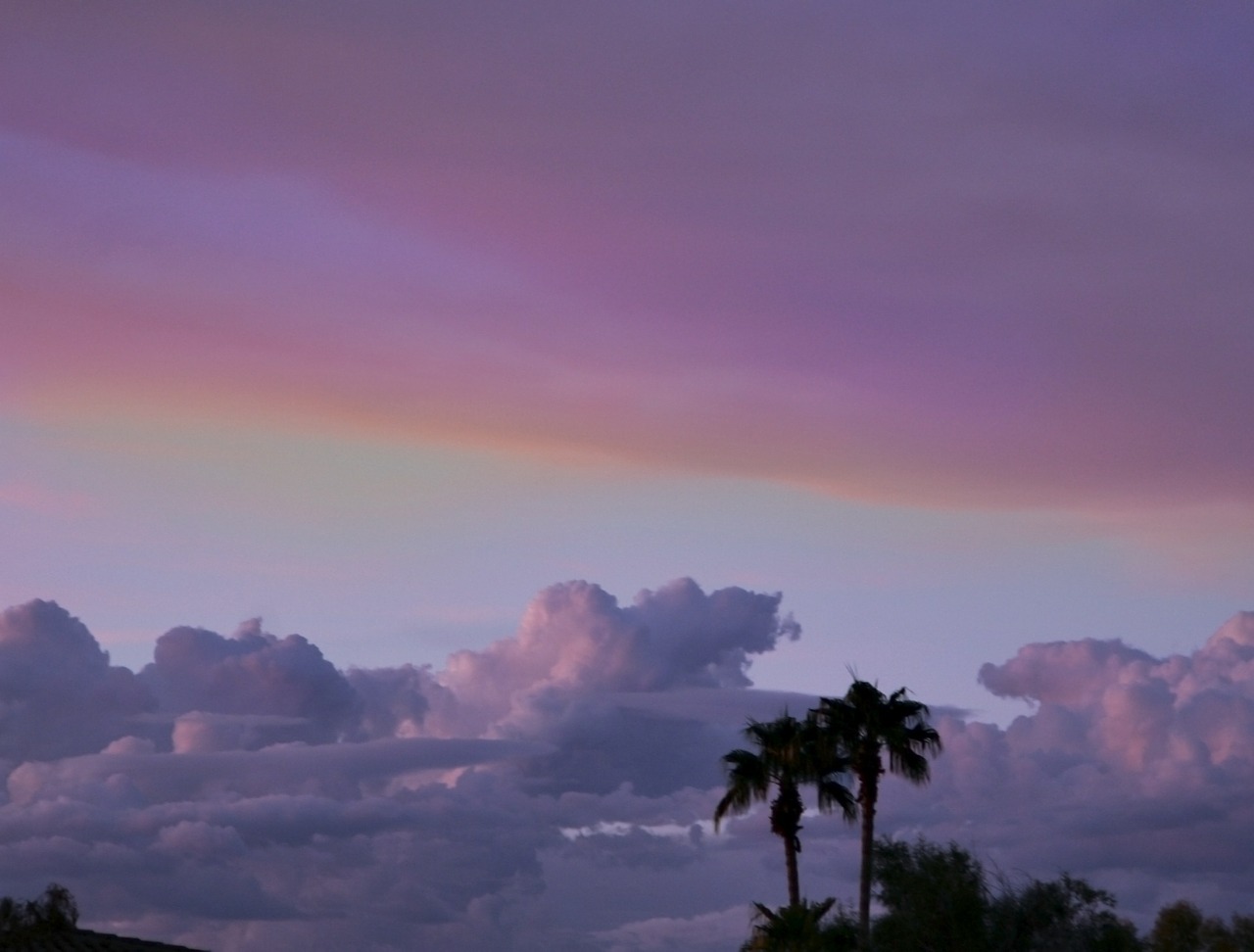 clouds palm trees free photo