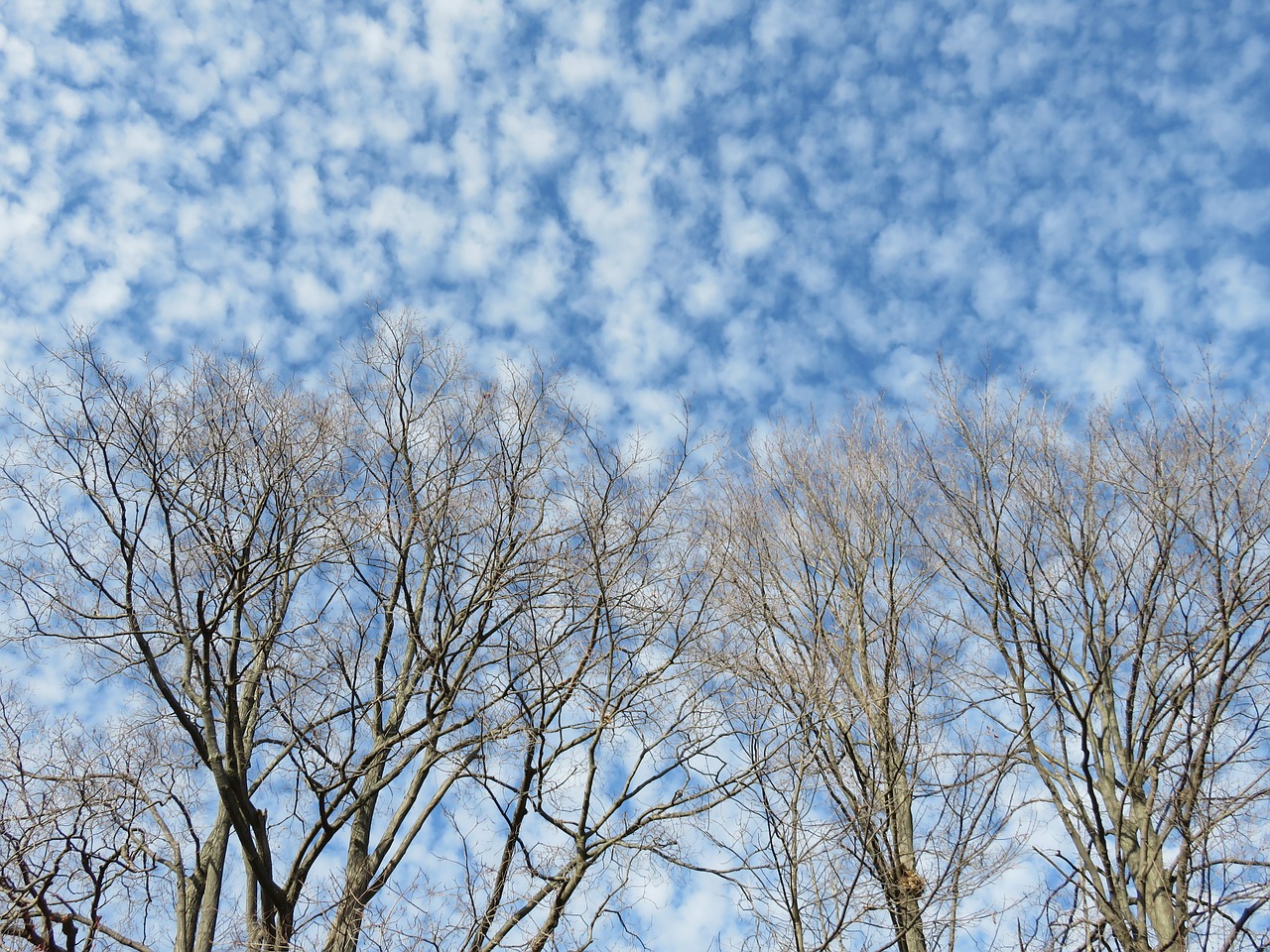 clouds branches mackerel sky free photo