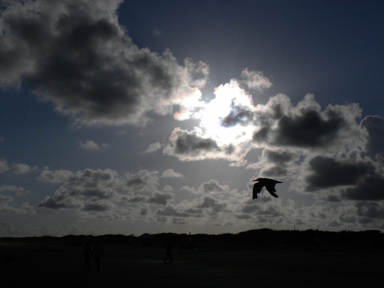 clouds bird silhouette free photo