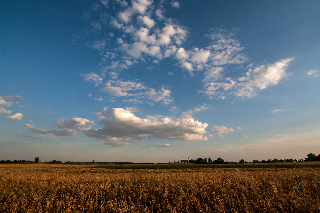 clouds cornfield agriculture free photo