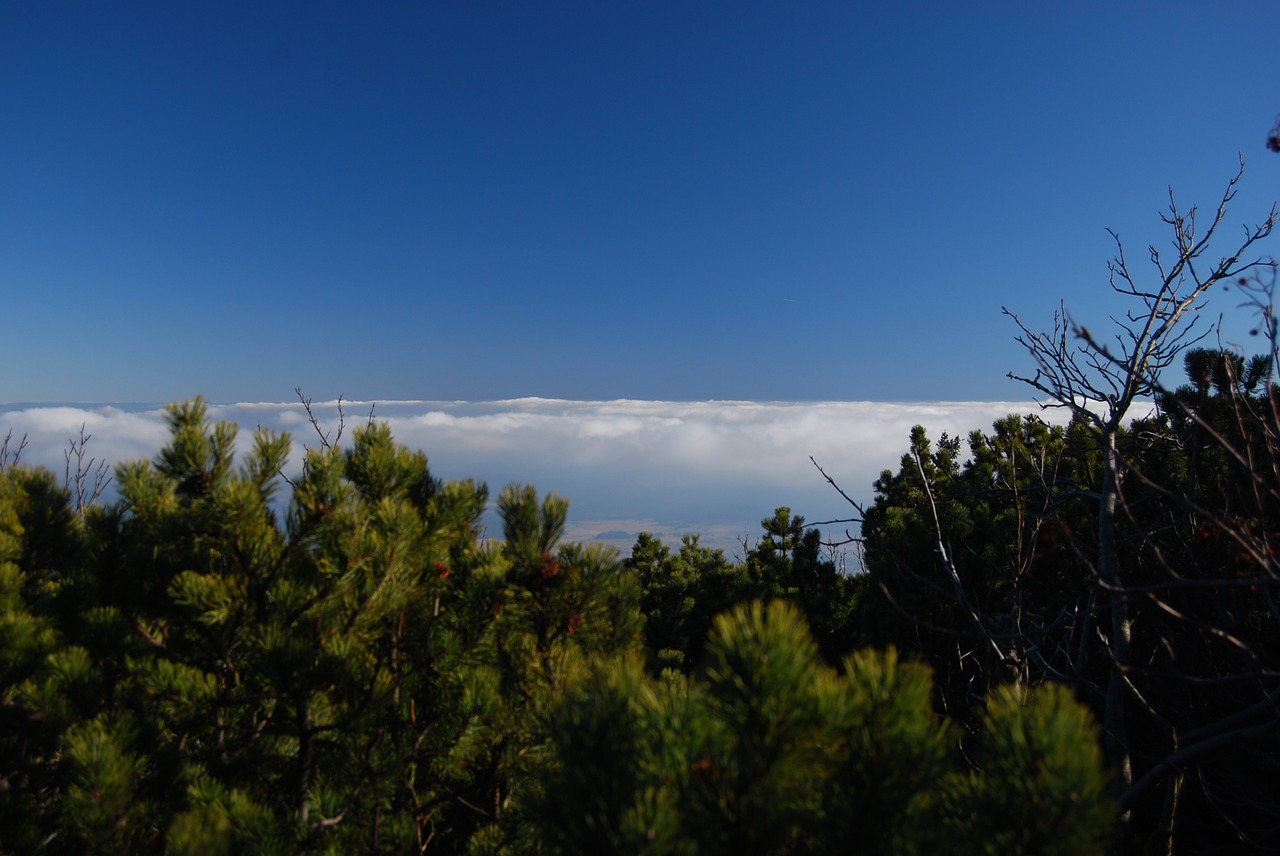 clouds above the clouds mountain pine free photo