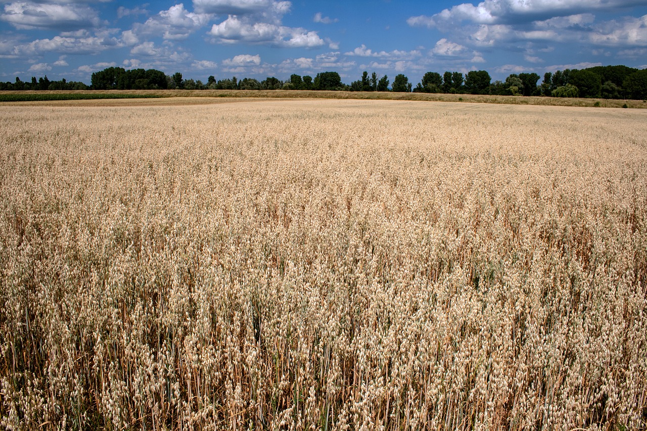 clouds cereals field free photo