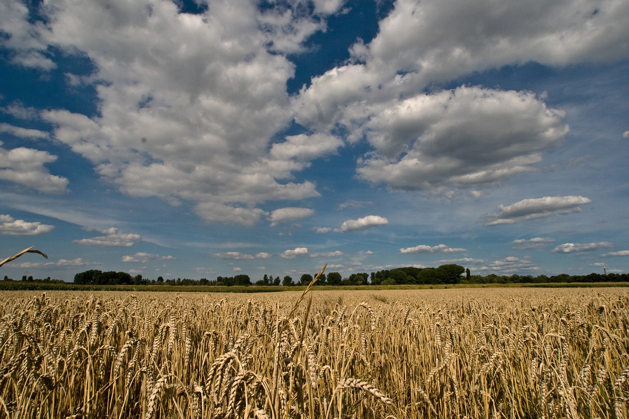 clouds cereals field free photo