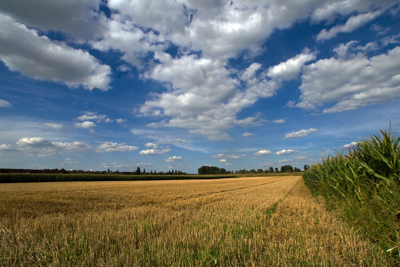 clouds cereals field free photo