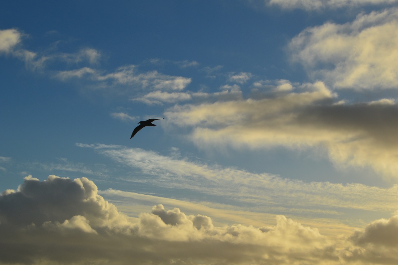 clouds seagull sky free photo