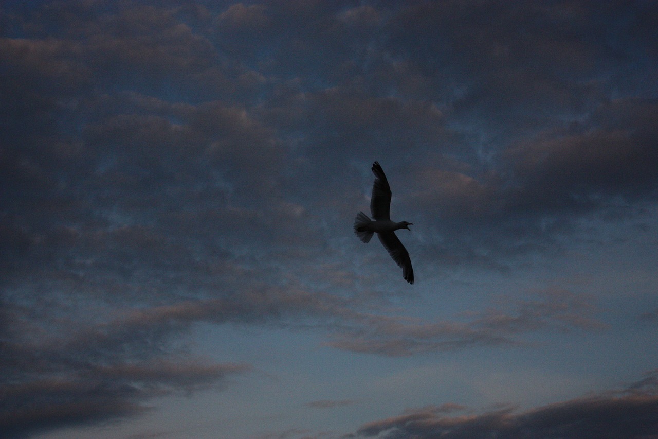 clouds dusk gull free photo