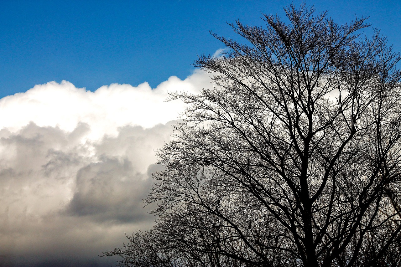 clouds tree sky free photo