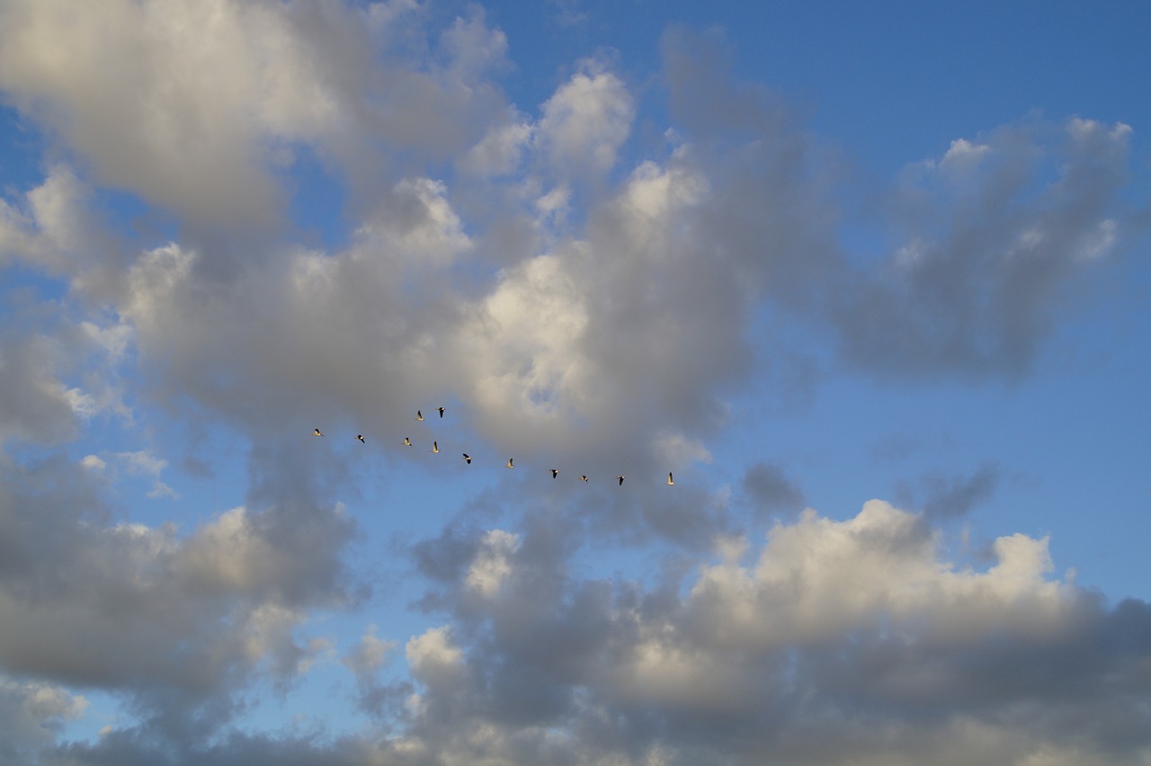 clouds sky bird flight free photo
