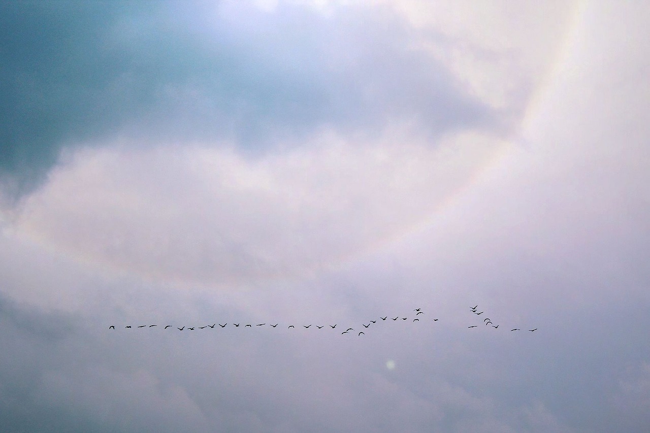 clouds birds flight free photo