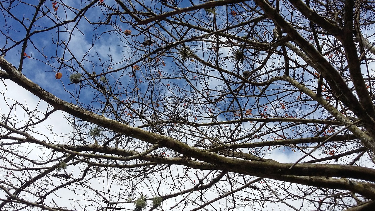 clouds flying nature free photo