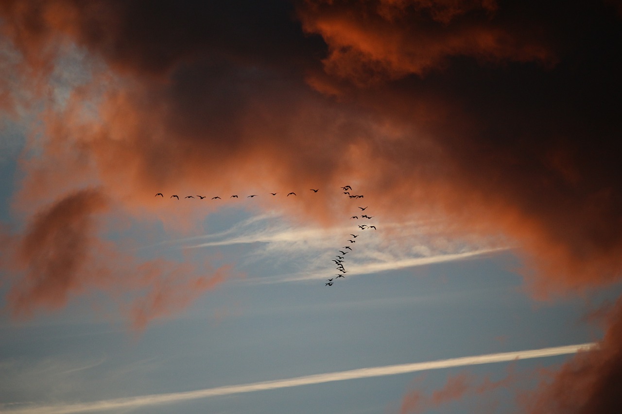 clouds sky bird migration free photo