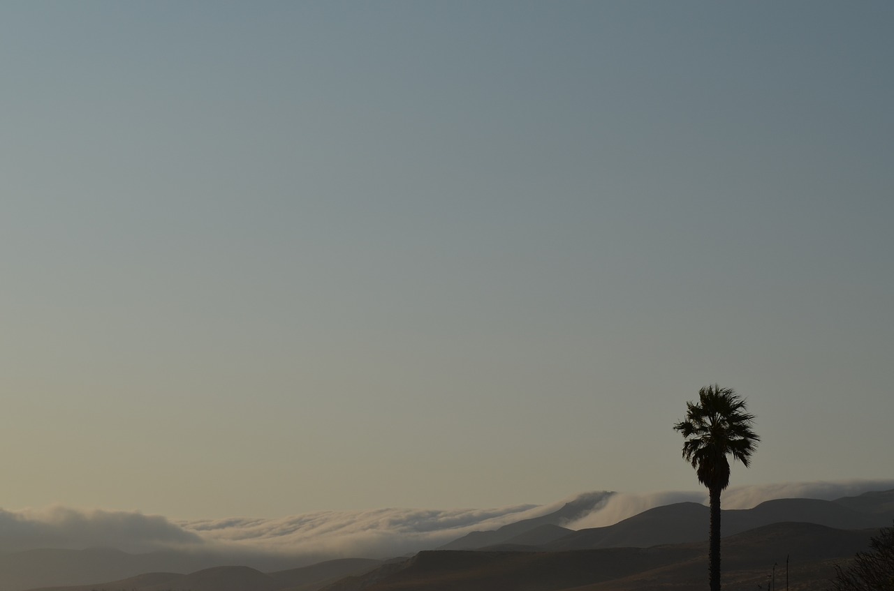 clouds wave palm sky free photo