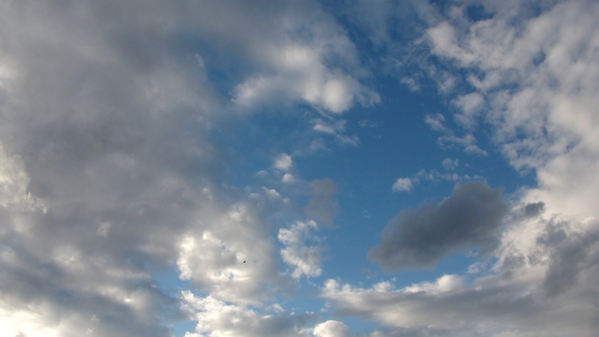 clouds cloudscape bird free photo