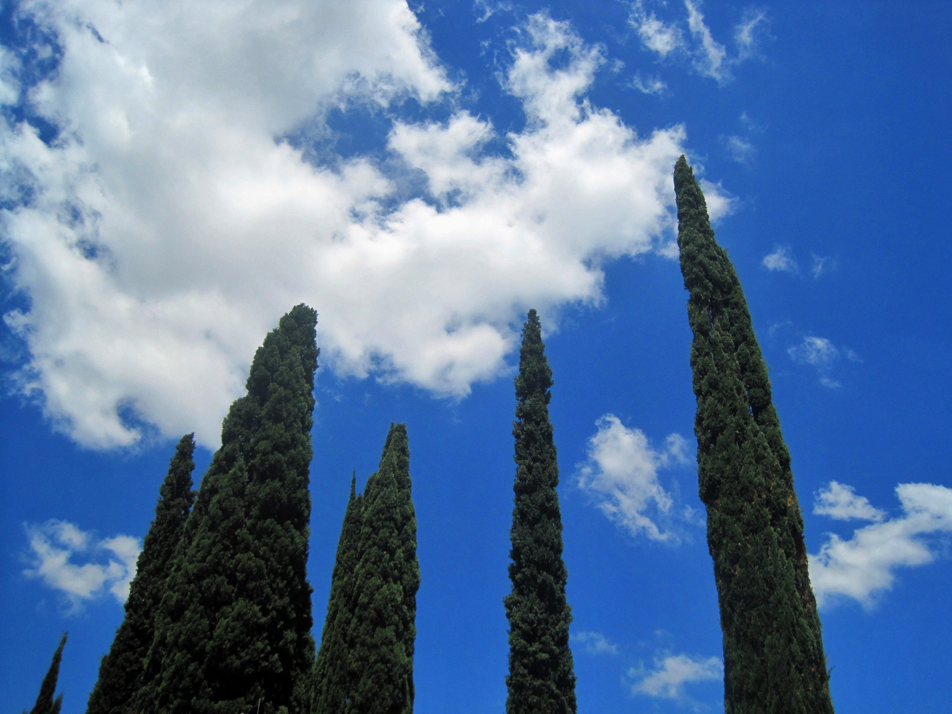 sky blue trees free photo