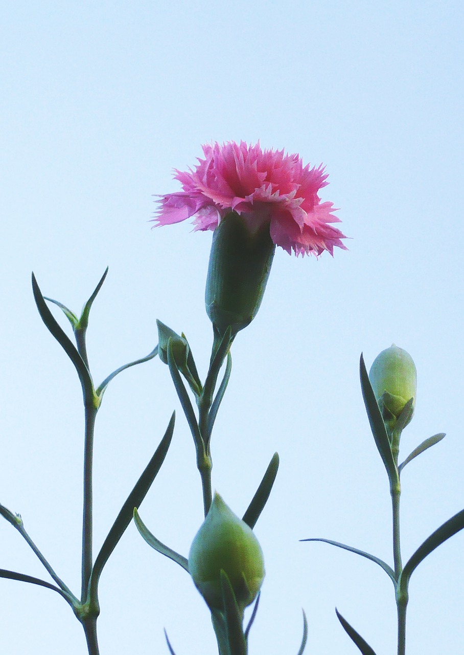 clove flower pink free photo